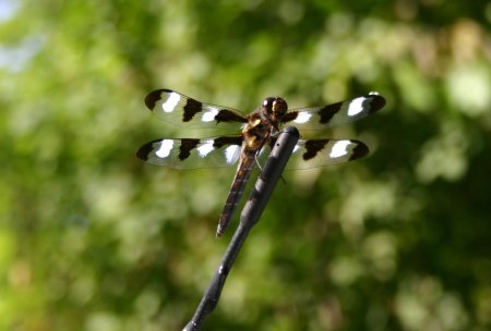 006-IMG_1557_e.JPG.medium.jpeg