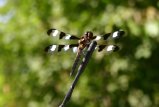 006-IMG_1557_e.JPG.small.jpeg
