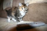 098-IMG_3595.JPG.small.jpeg