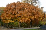 027-IMG_4029.JPG.small.jpeg