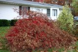 031-IMG_4035.JPG.small.jpeg