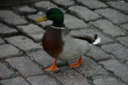 038-IMG_4410.JPG.medium.jpeg