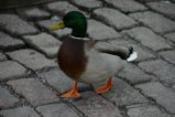 038-IMG_4410.JPG.small.jpeg
