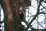 012-IMG_4758.JPG.small.jpeg