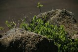 032-IMG_5197.JPG.small.jpeg