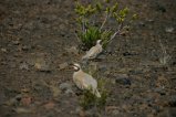 043-IMG_5219.JPG.small.jpeg