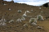 046-IMG_5223.JPG.small.jpeg