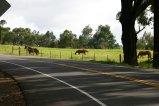 054-IMG_5235.JPG.small.jpeg