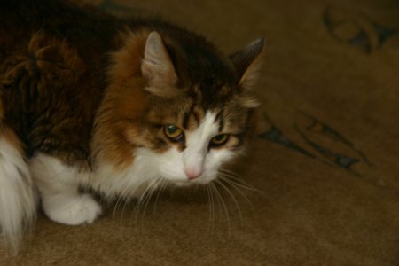 013-IMG_5397.JPG.medium.jpeg
