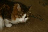 013-IMG_5397.JPG.small.jpeg