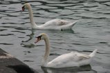 003-IMG_5496.JPG.small.jpeg