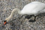 027-IMG_5548.JPG.small.jpeg