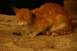 016-IMG_5628.JPG.small.jpeg