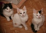 005-IMG_0013_e.JPG.small.jpeg