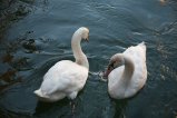 005-IMG_0091.JPG.small.jpeg