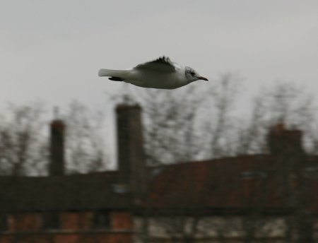 034-IMG_0368_e.JPG.medium.jpeg