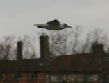 034-IMG_0368_e.JPG.small.jpeg