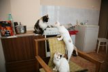 067-IMG_0511.JPG.small.jpeg