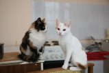 068-IMG_0512.JPG.small.jpeg