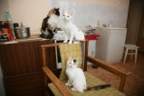 069-IMG_0513.JPG.small.jpeg