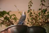 080-IMG_0539.JPG.small.jpeg