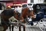 097-IMG_0718.JPG.small.jpeg