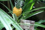 120-IMG_0755.JPG.small.jpeg
