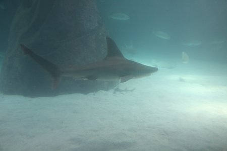 011-IMG_0980.JPG.medium.jpeg