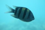 013-IMG_0987.JPG.small.jpeg