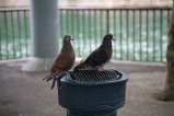 009-IMG_1131.JPG.small.jpeg