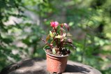 034-IMG_1424.JPG.small.jpeg