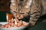 023-IMG_1597.JPG.small.jpeg