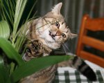 024-IMG_1601_e.JPG.small.jpeg