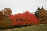 008-IMG_2921.JPG.small.jpeg