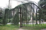 015-IMG_2935.JPG.small.jpeg