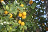 059-IMG_3287.JPG.small.jpeg