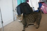 080-IMG_3311.JPG.small.jpeg