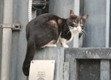 036-IMG_3908_e.JPG.small.jpeg