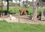 008-IMG_4631_e.JPG.small.jpeg