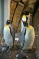 039-IMG_4930.JPG.small.jpeg