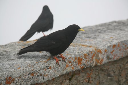 009-IMG_5458.JPG.medium.jpeg