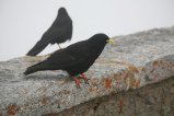 009-IMG_5458.JPG.small.jpeg