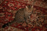 007-IMG_5622.JPG.small.jpeg
