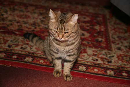010-IMG_5625.JPG.medium.jpeg