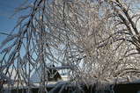 102-IMG_8620.JPG.small.jpeg