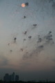 IMG_8981.JPG.small.jpeg
