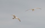 IMG_0188_e.JPG.small.jpeg