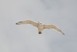 IMG_0190_e.JPG.small.jpeg