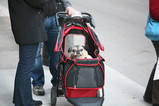 IMG_0426.JPG.small.jpeg