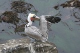 IMG_0919_e.JPG.small.jpeg